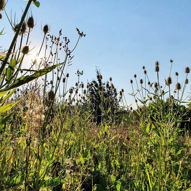 Neues Kardenfeld in Bergatreute